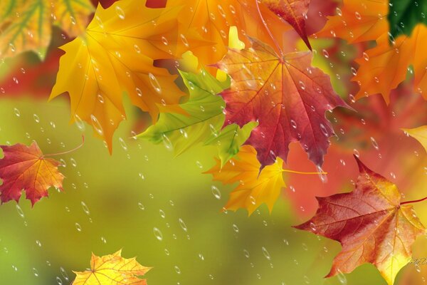Raindrops on maple leaves