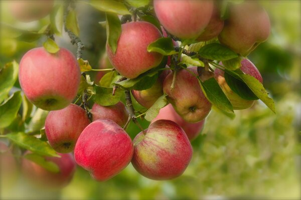 In estate, i rami del melo fioriscono e compaiono frutti di mele gustosi e sani