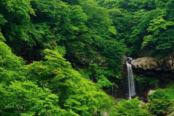 Wasserfall und Felsen im Dickicht des Sommerwaldes