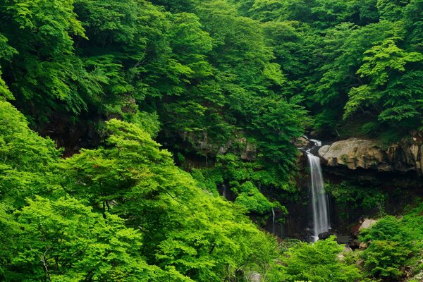 Waterfall and rocks in the thickets of the summer forest