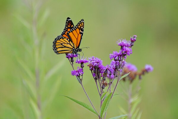 La mariposa se sienta en una flor lila