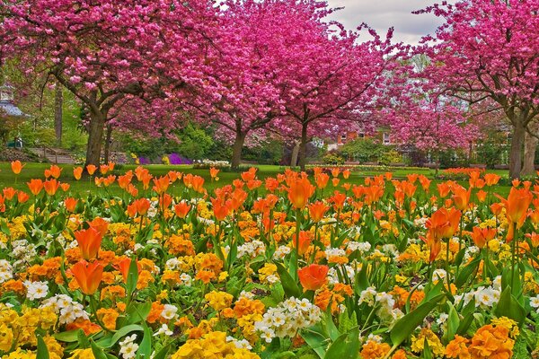 Tulmanes en un fondo de dereayas Rosadas en el parque