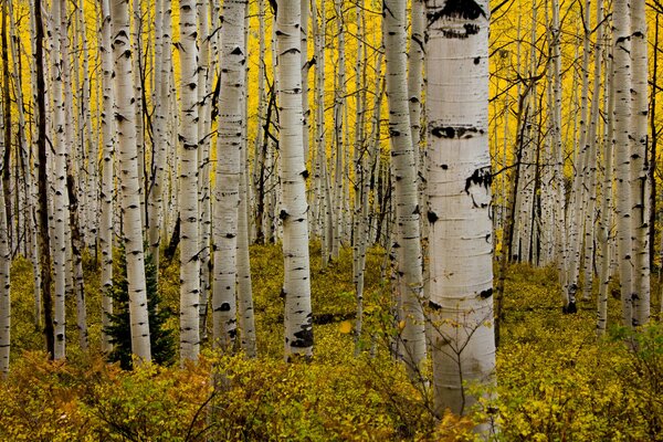 Herrlicher Aspenhain im Herbst