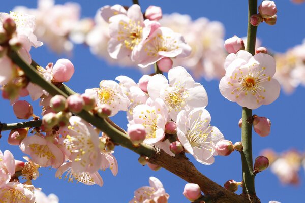 Spring branch of a flowering tree