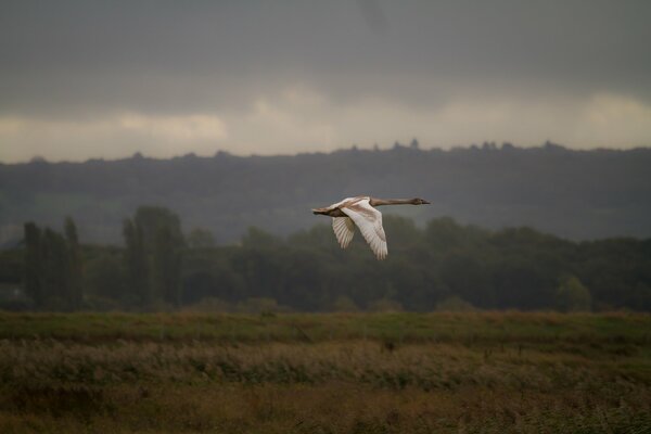 Un cisne en vuelo sobre un amplio campo
