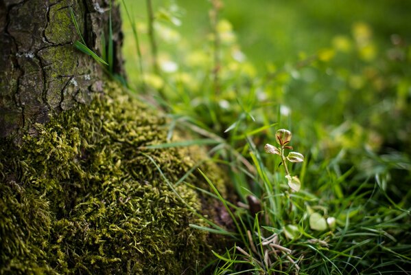Plantes tôt le matin dans le jardin