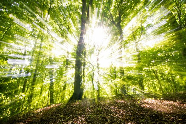 Árboles en el sol paisaje naturaleza