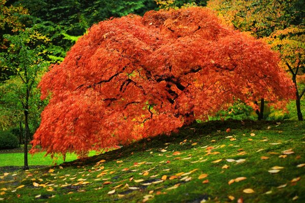 A beautiful mahogany tree among the greenery