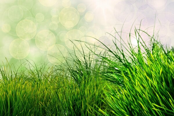 Das grüne Gras weht durch den Wind