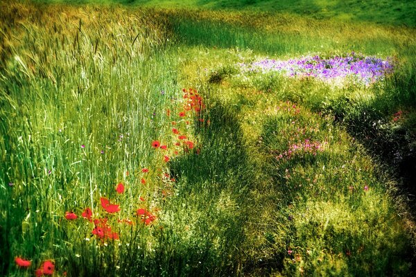 Champ vert avec paysage d été de coquelicots