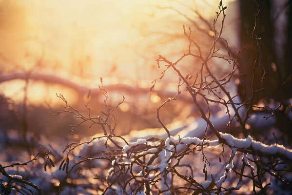 Nature d hiver, branches enneigées sur fond de coucher de soleil