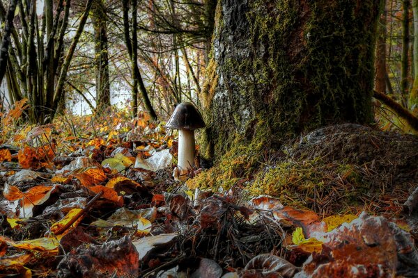 Mushrooms grow in the forest near the trees under the leaves
