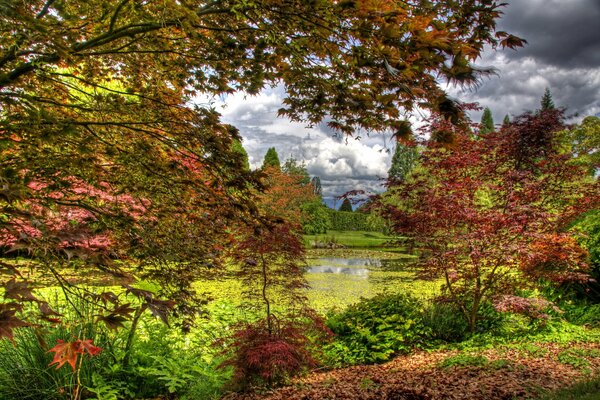 Wonderful trees in the botanical garden