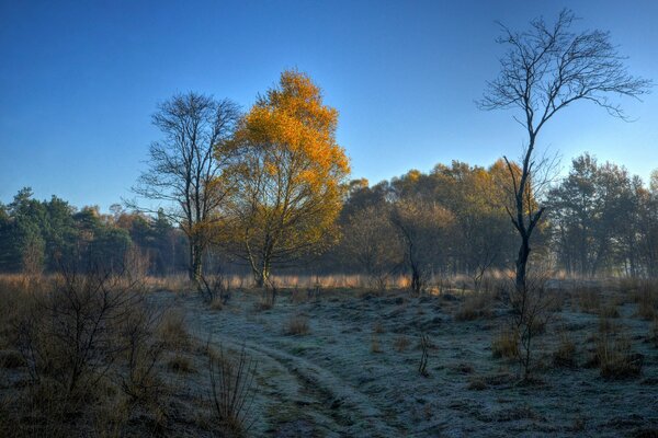 Morgenhimmel mit goldenem Baum
