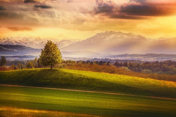 Schweizer Wald bei Sonnenuntergang