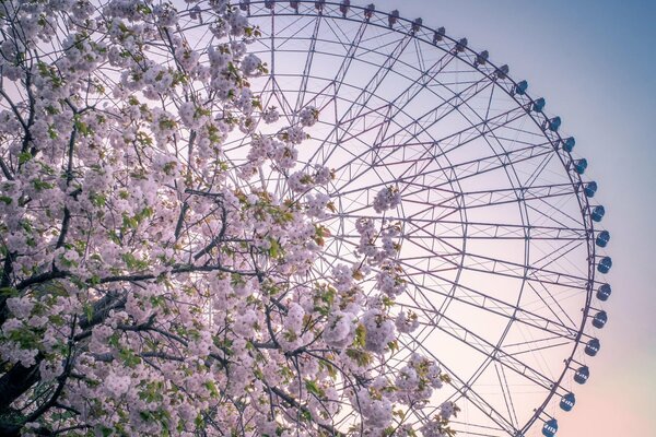 Riesenrad unter einem blühenden Baum fotografiert