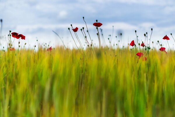 Champ flou avec de l herbe verte et des coquelicots