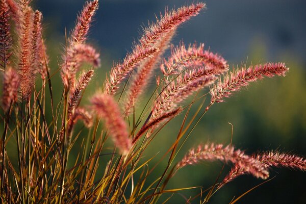 Spighette di campo sotto i raggi del sole