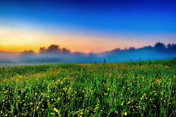 Am frühen Morgen ist es auf einem nebligen Feld feucht