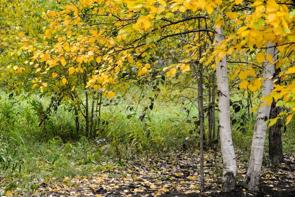 Paesaggio autunnale di betulla sulla radura della foresta