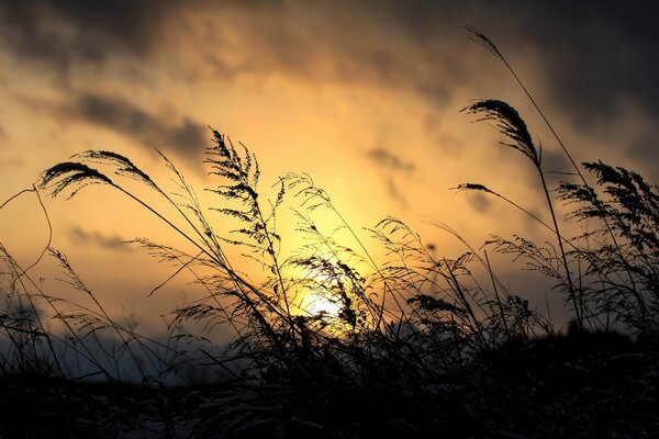 L herbe se développe dans le vent au coucher du soleil