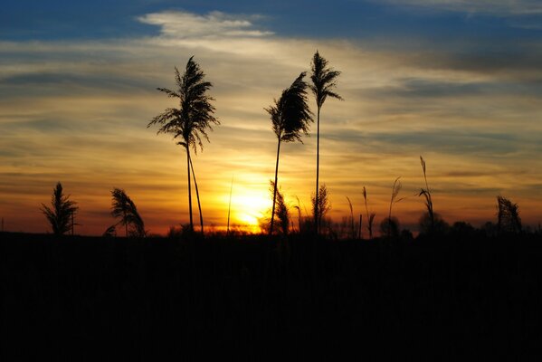 Silhouetten von Gras auf Sonnenuntergang Himmel Hintergrund