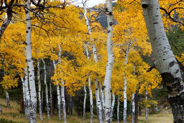 Beaucoup d arbres au feuillage jaune
