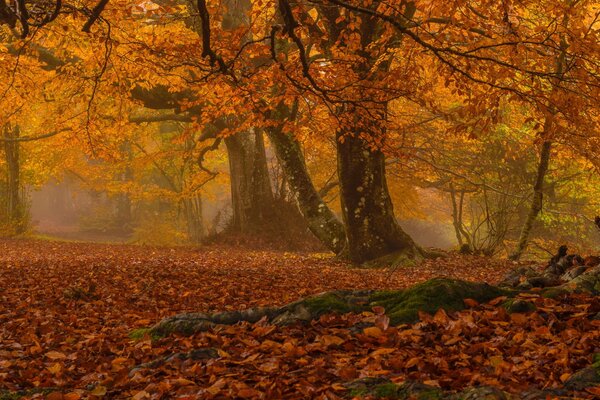 Fog among trees with yellow foliage in autumn