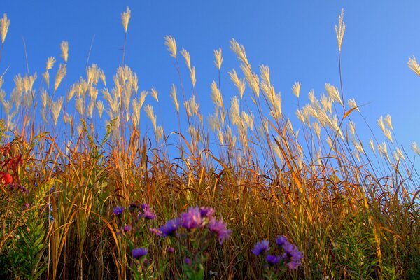 Sous le ciel bleu, il y avait des fleurs brillantes parmi l herbe