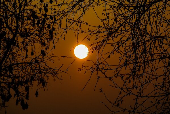 Le soleil dans le ciel clair brille à travers les branches