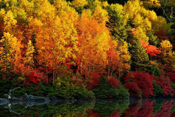 Purpurroter Herbst in der Reflexion des Flusses