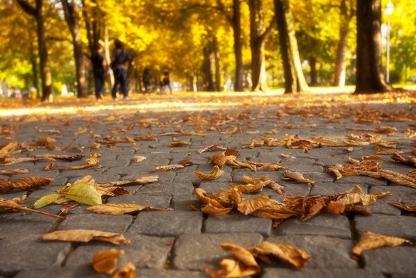 Stagione autunnale, occhi incantati