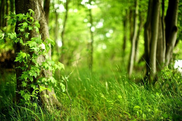 Das Gras ist grün im Wald zwischen den Bäumen