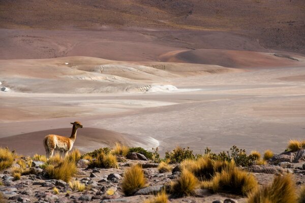 In der Wüste von San Pedro de Atacama leben wilde Tiere wie die im roten Buch enthalten sind