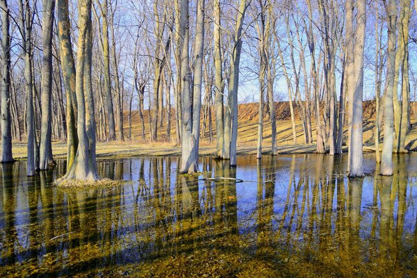 Trees in the water with a blue sky