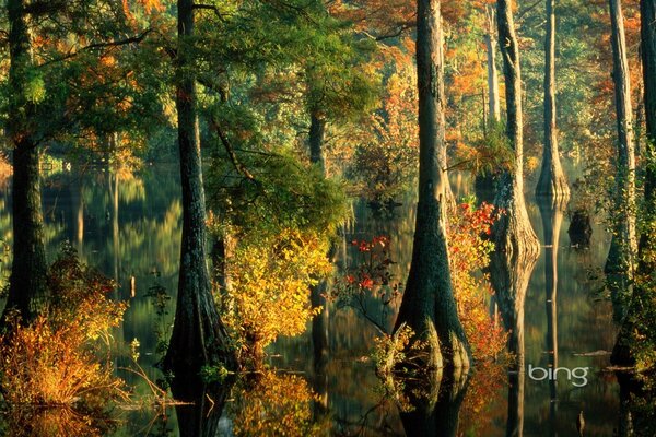 Herbstlaub fallende Bäume und verschüttetes Wasser