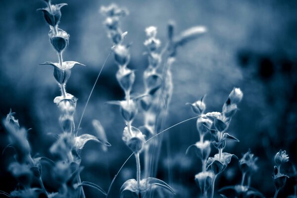 Foto di erba grigio-blu su sfondo sfocato