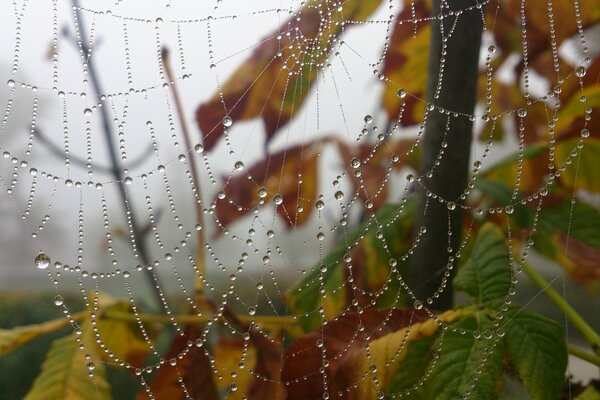 Telarañas macro en gotas de rocío