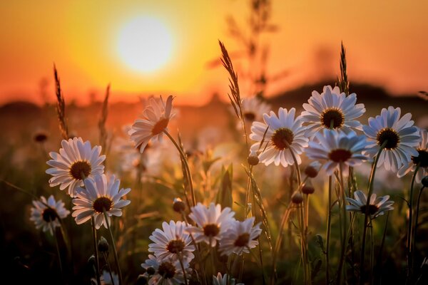 Beautiful sunset with snow-white daisies