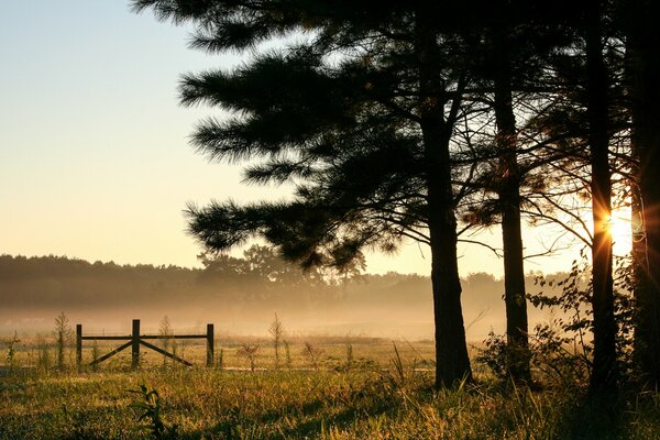 Stati Uniti, Alabama, prima mattina, alba, campo visibile dalla foresta nella nebbia