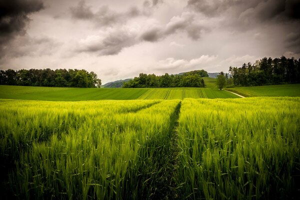 A green meadow under a gloomy sky with clouds