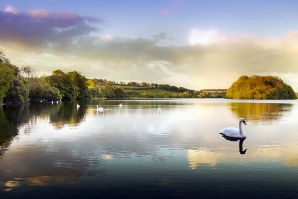 Cisnes en el parque en el estanque