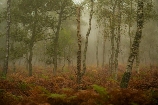 Nebel im herbstlichen Nadelwald