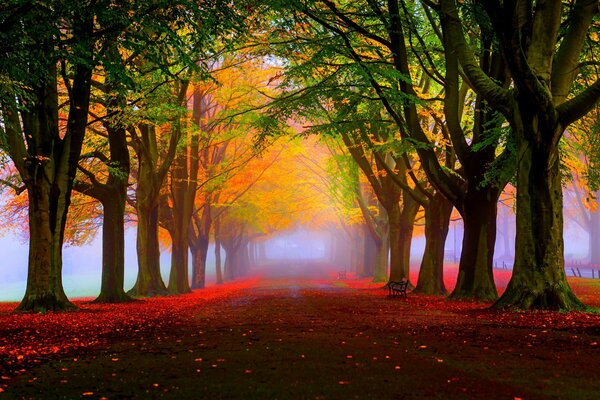 Vicolo in un bellissimo parco serale
