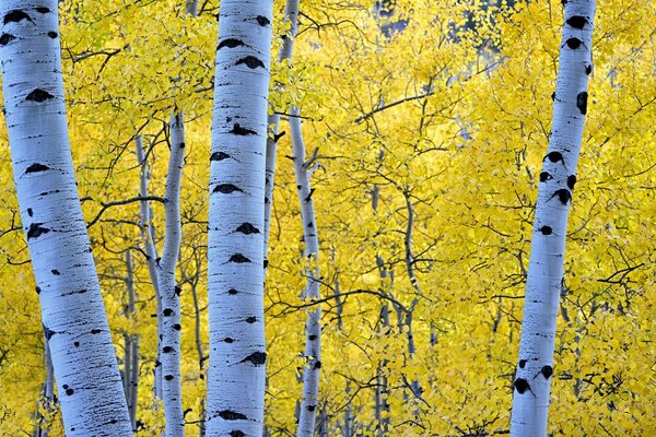 Hojas amarillas de abedul en el bosque