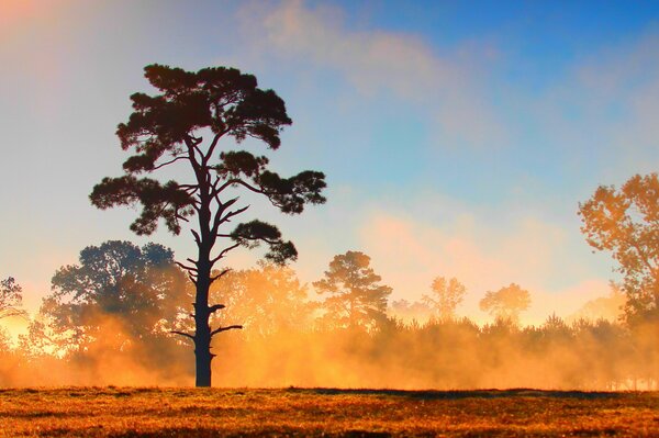 A tree in a yellow fog