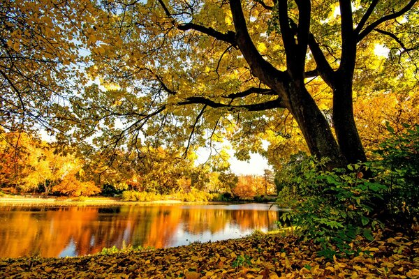 Hermoso bosque de otoño y río