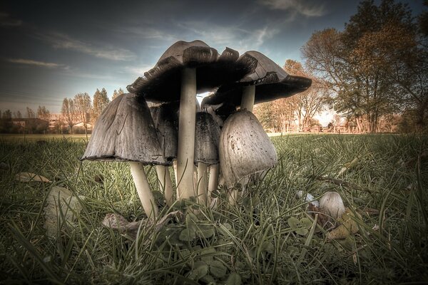 Fotos de muchos hongos en el bosque
