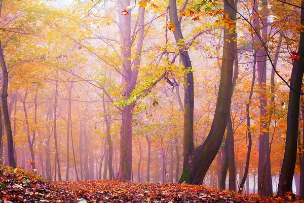Bosque de otoño en la niebla rosa
