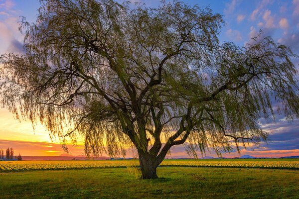 A tree in a field at a beautiful sunset